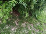 绿叶覆盖的草地景象