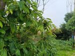 绿叶繁茂的户外植物景观