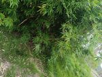 翠绿竹林景致