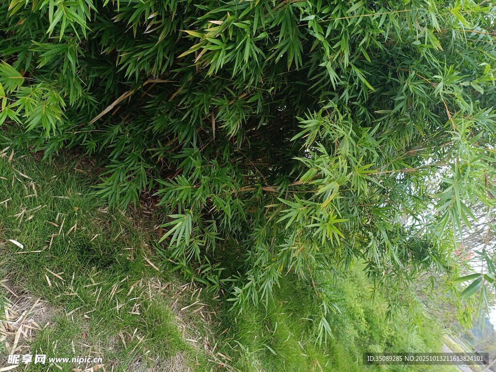 翠绿竹林景致