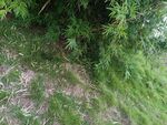 野外繁茂绿植景象