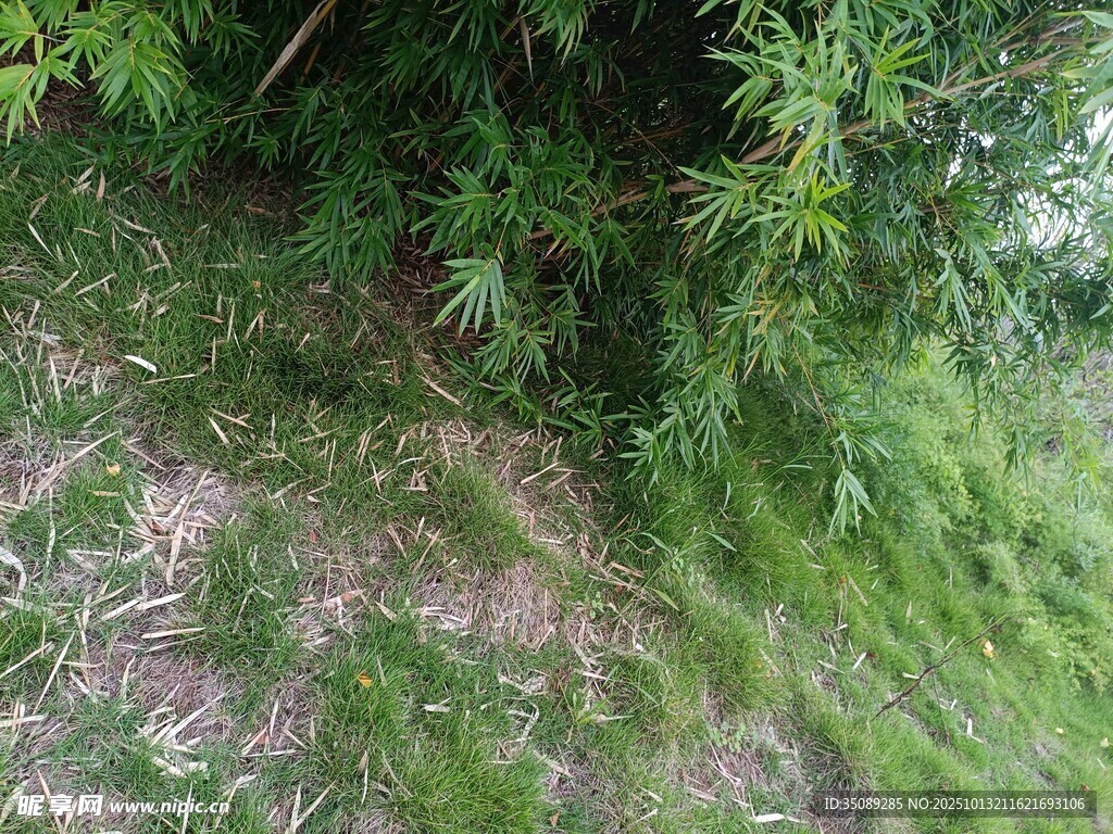 野外繁茂绿植景象