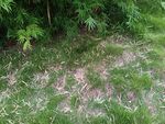 户外草地与绿植景观