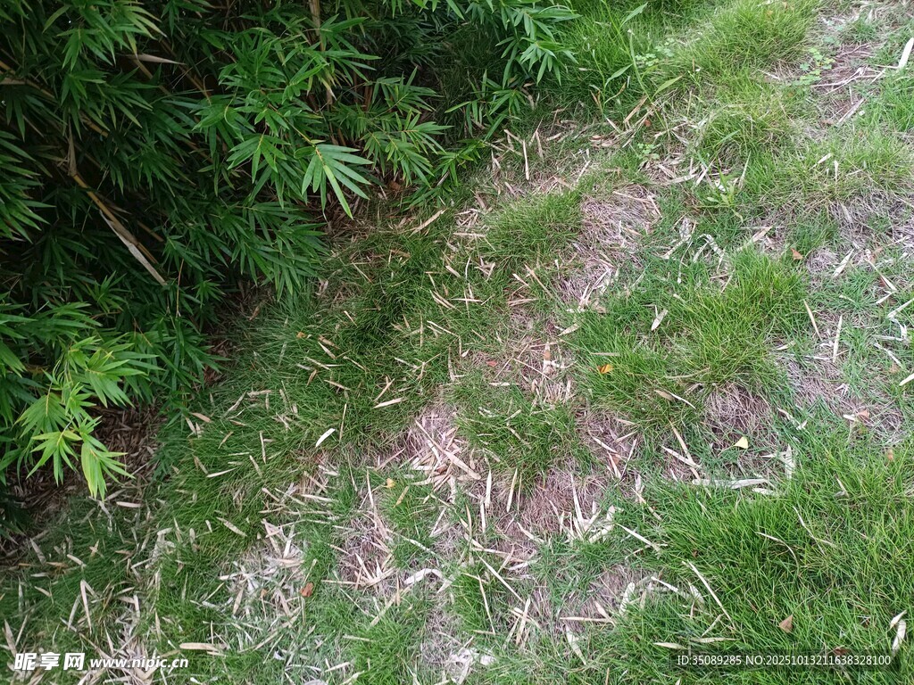 地面绿植与裸露土壤景观