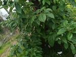 绿叶繁茂的植物景象