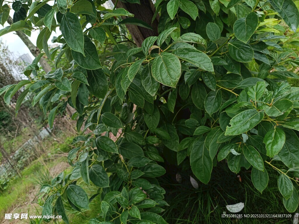 绿叶繁茂的植物景象