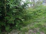 野外绿植丛生的自然景象