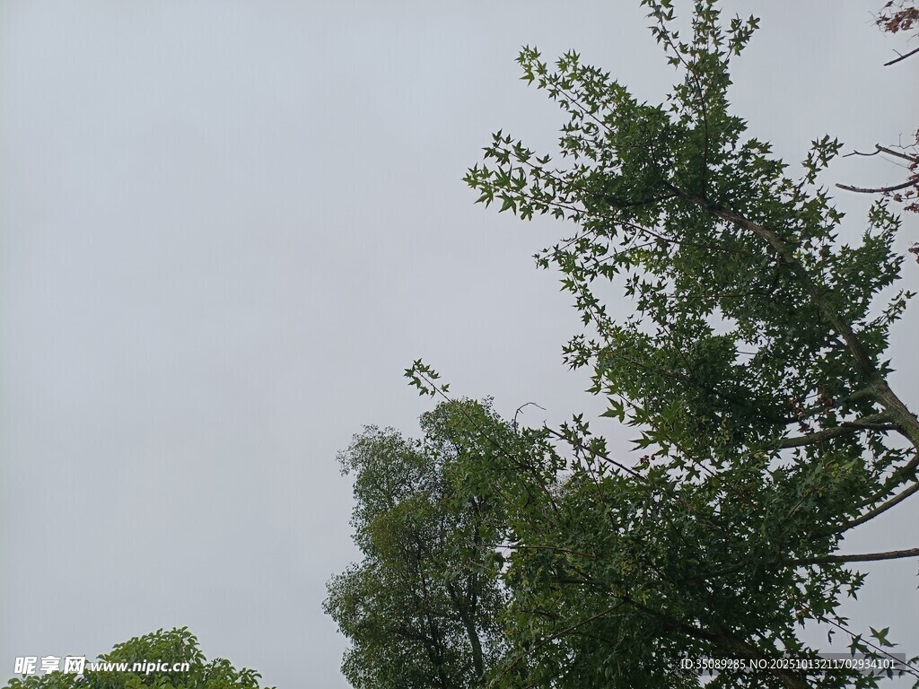 户外绿树蓝天自然景象