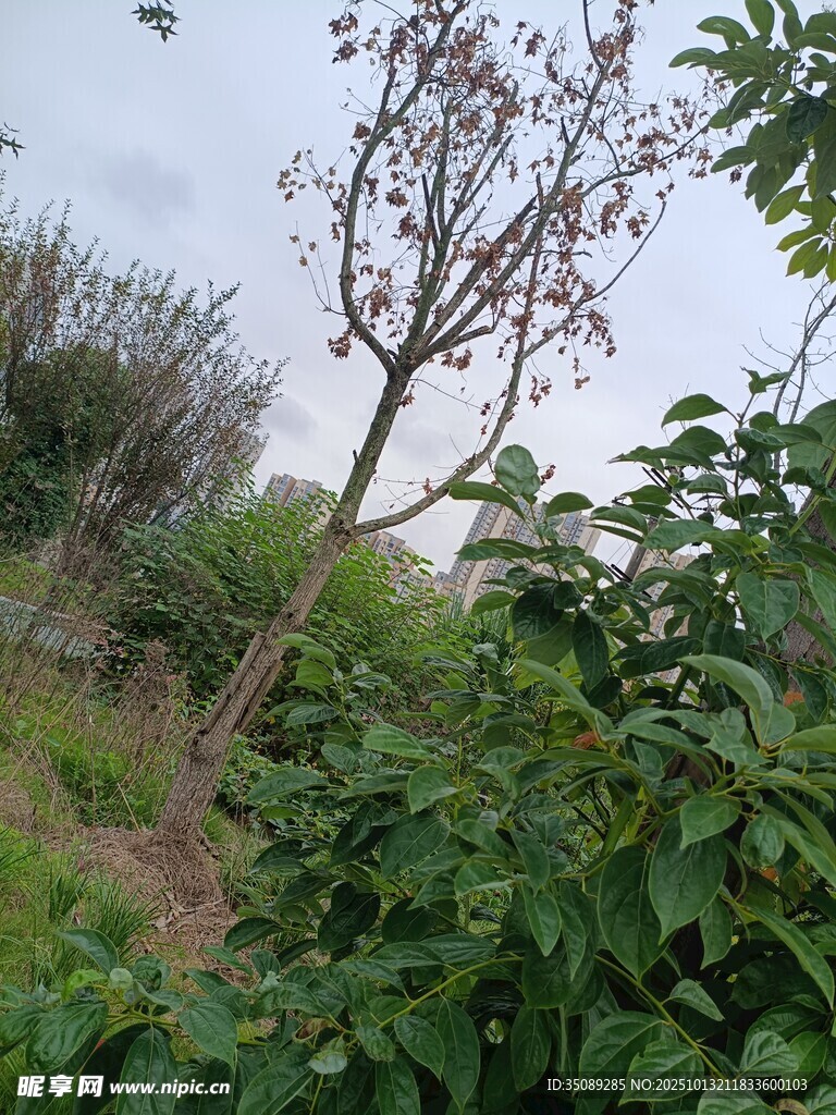 野外树木与繁茂绿植景象