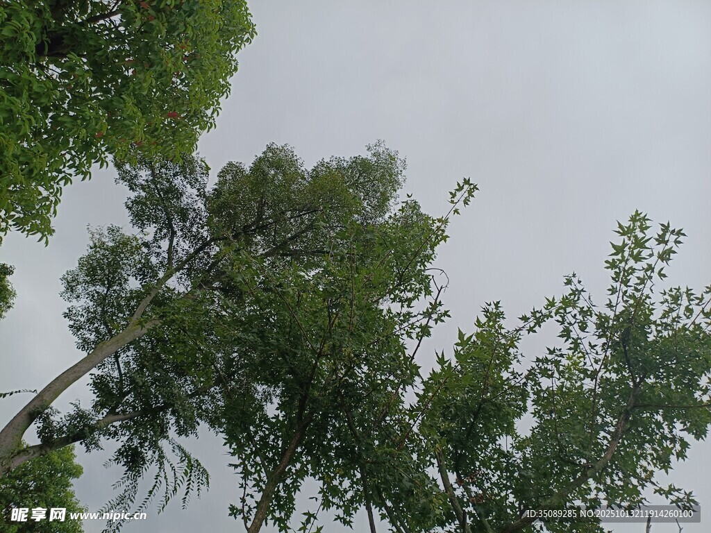 仰视绿树与天空