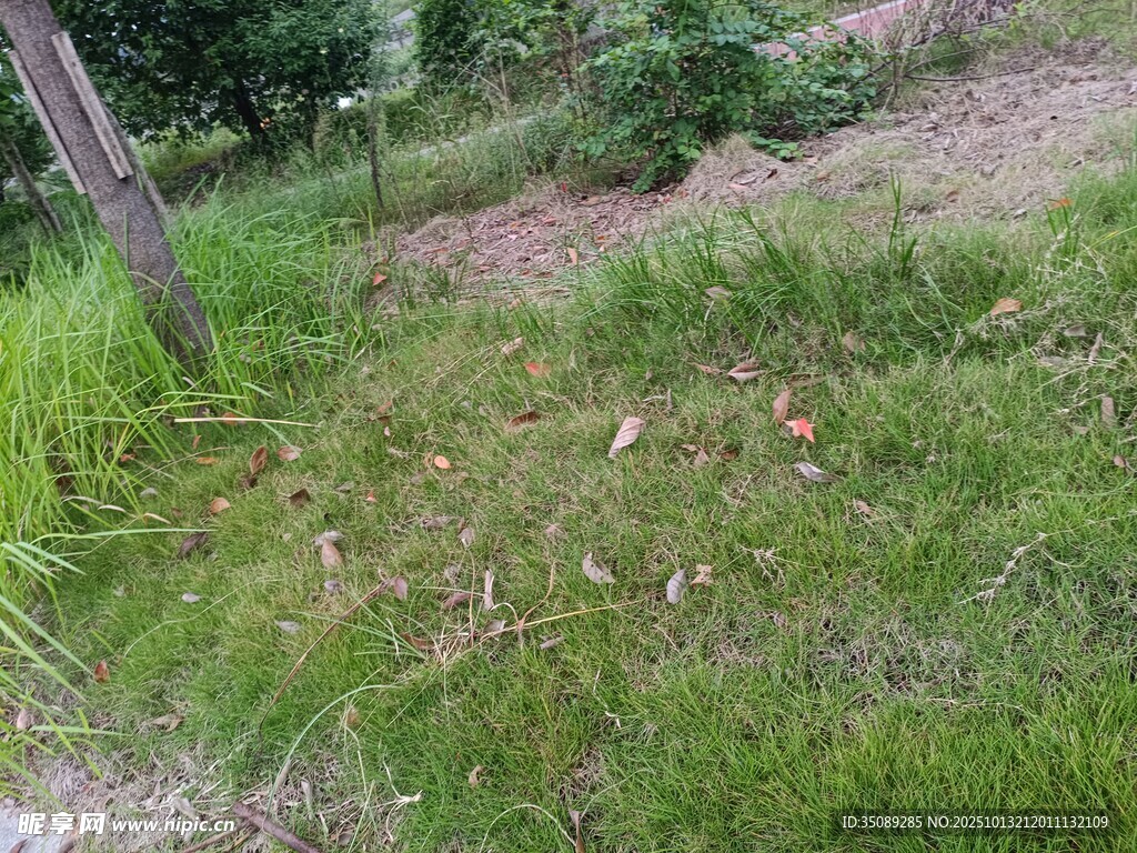 户外草地场景