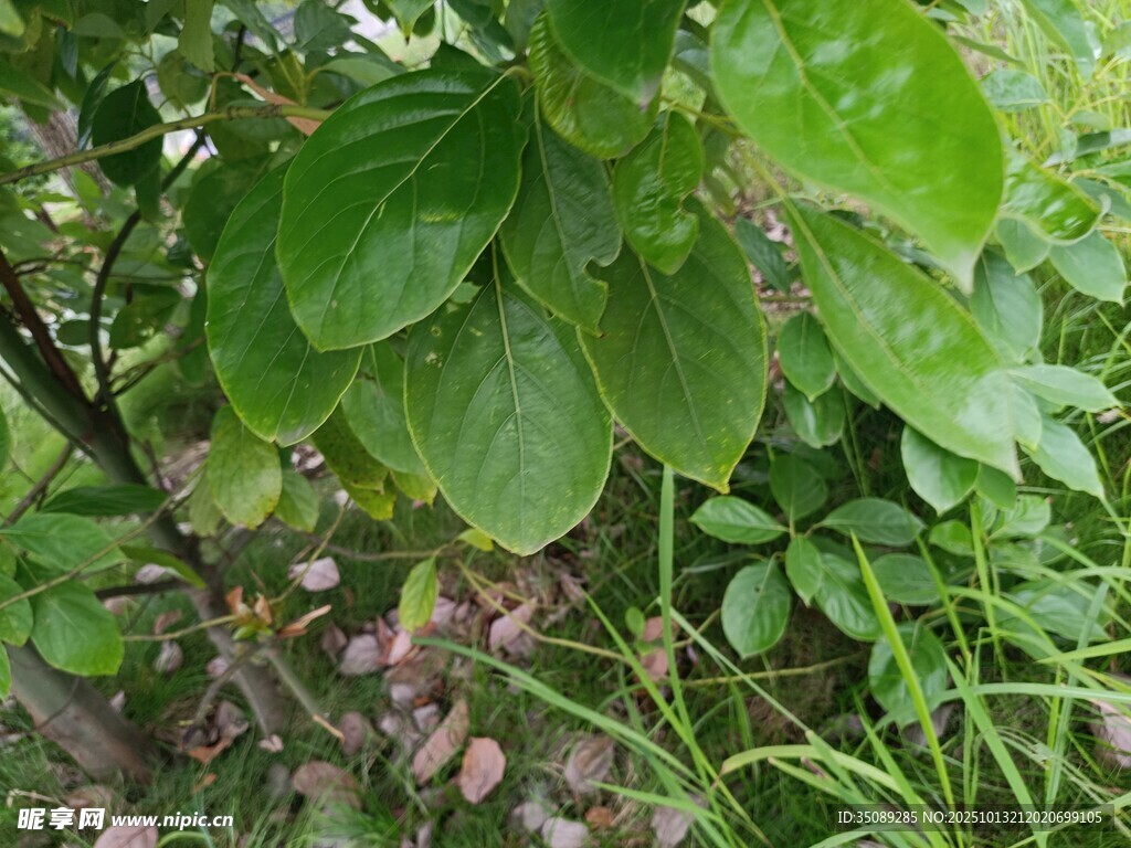 绿叶丛中的繁茂植物