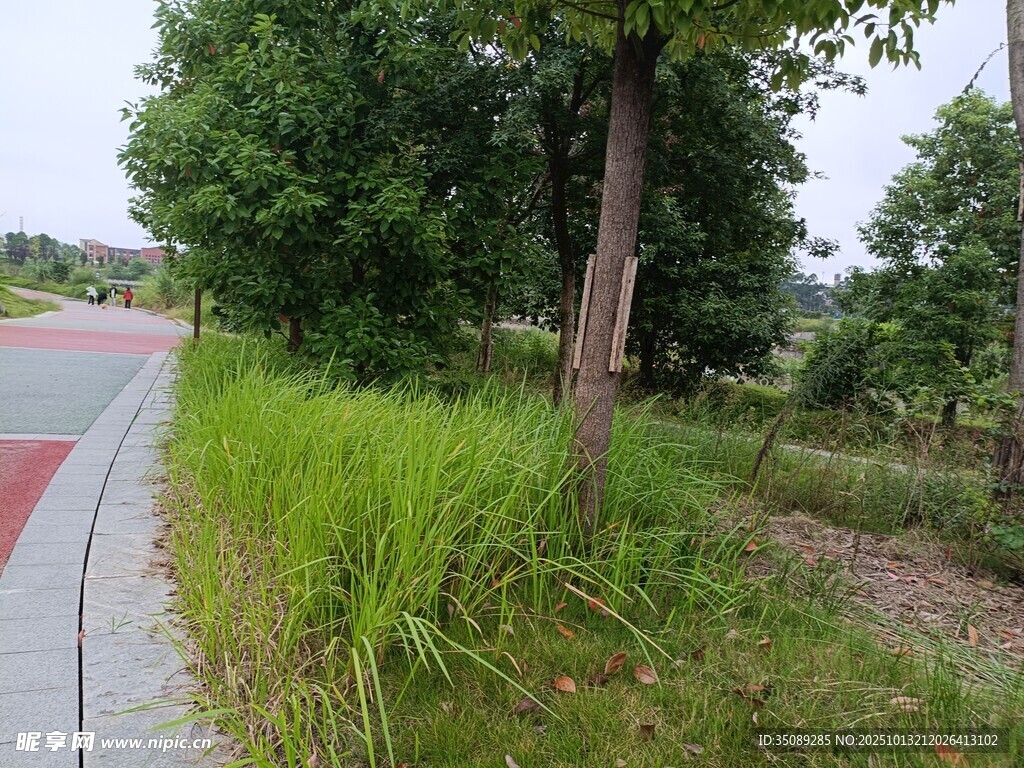 路边绿意盎然的自然景致