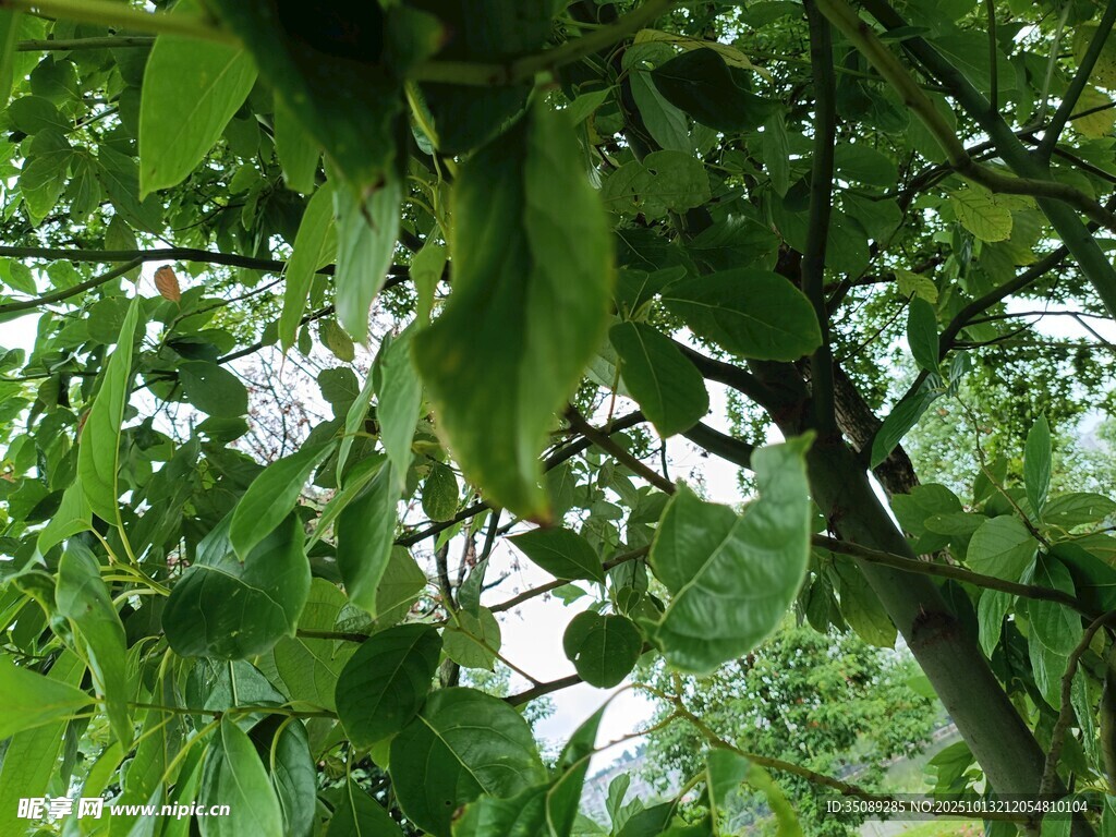 绿叶繁茂的树枝