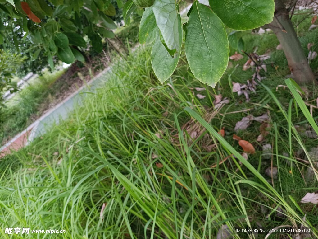 路边翠绿草地与繁茂枝叶