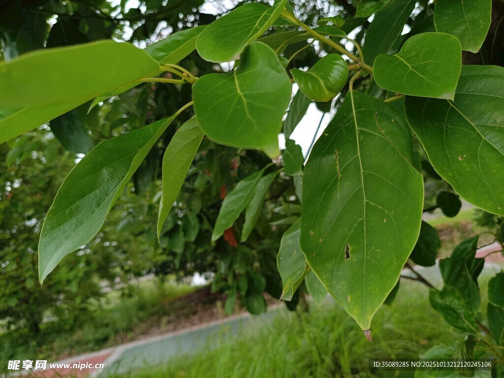 绿叶繁茂的自然景象