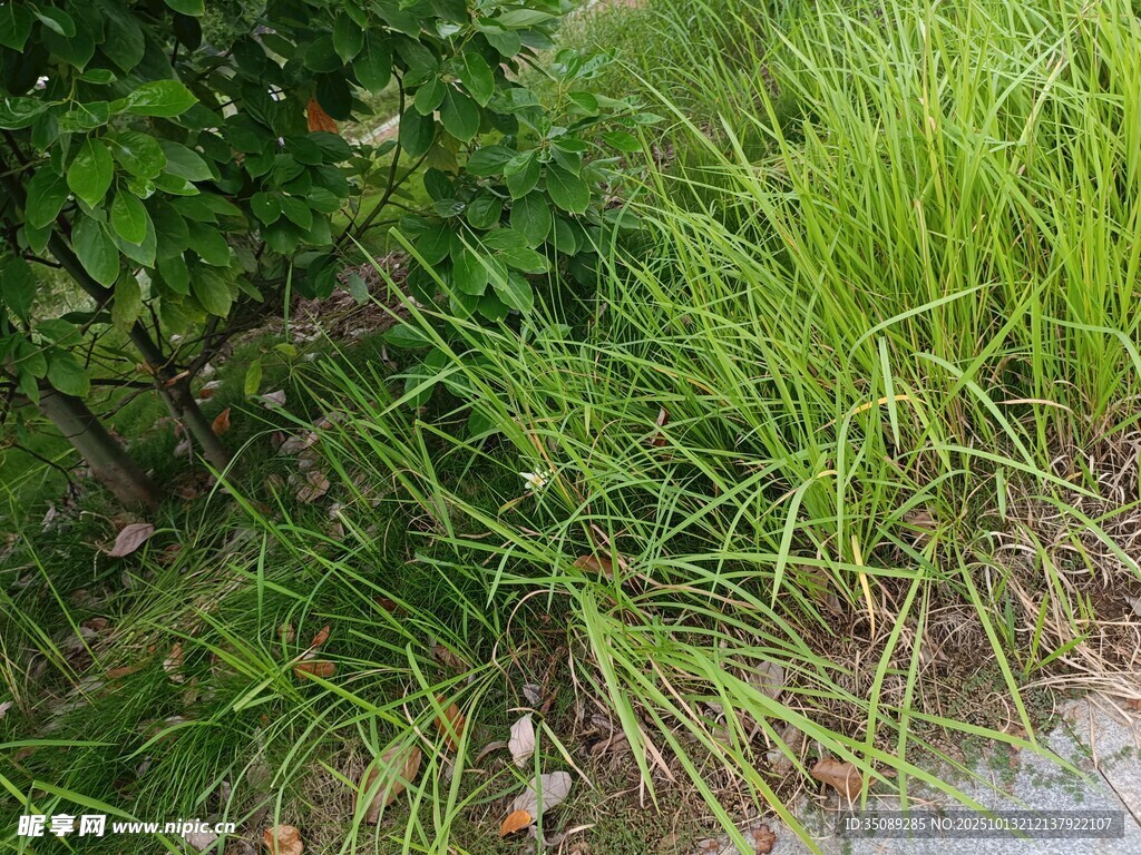 路边茂盛的绿植