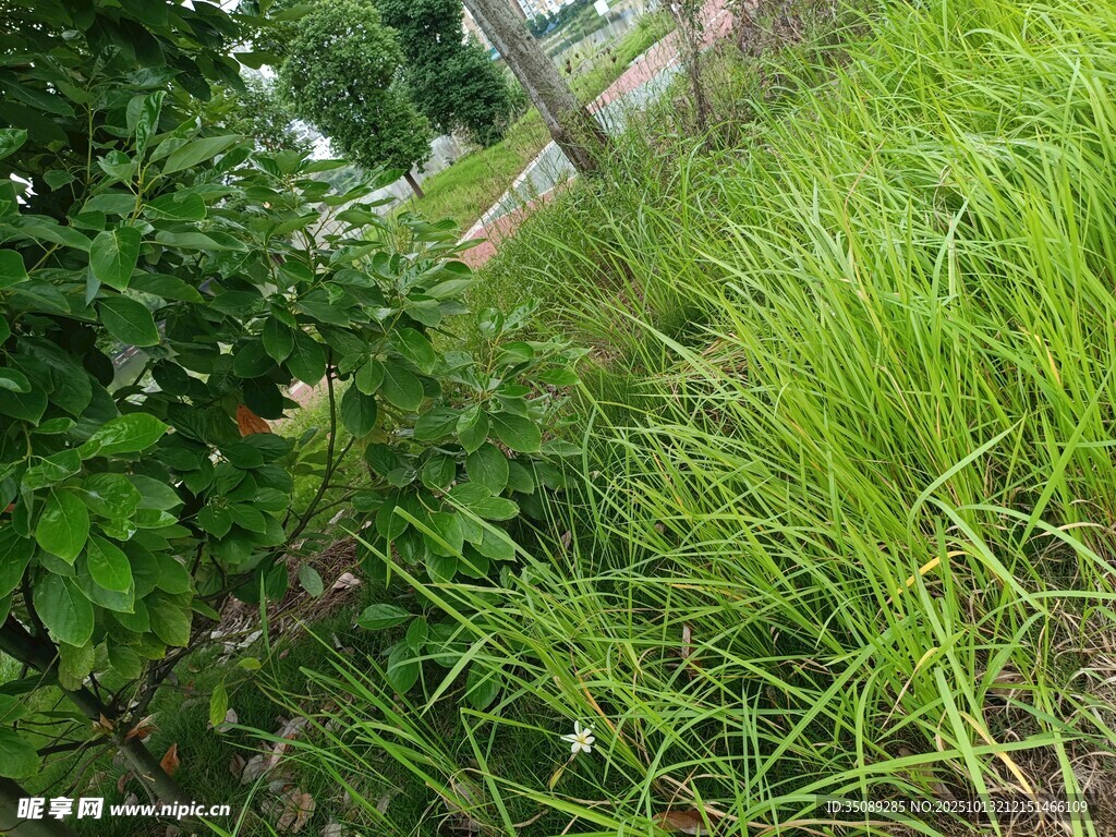 野外葱郁草木景观