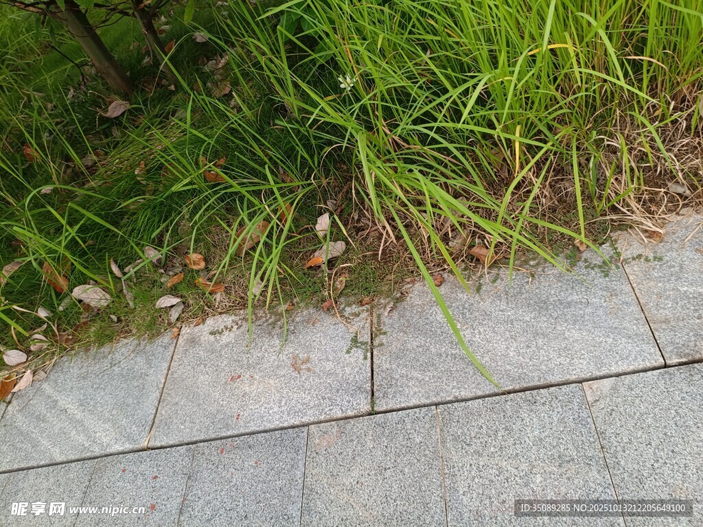 石板旁的翠绿青草