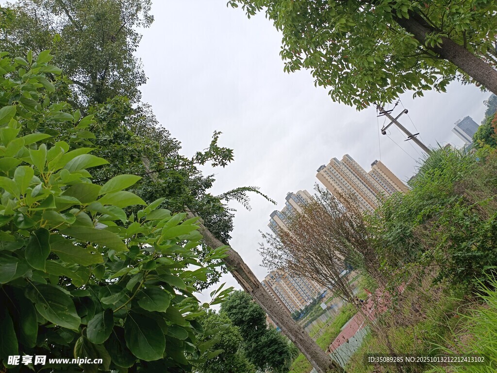 绿树环绕中的城市景象