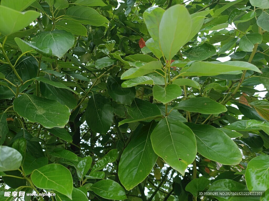 繁茂绿叶间的生机景象