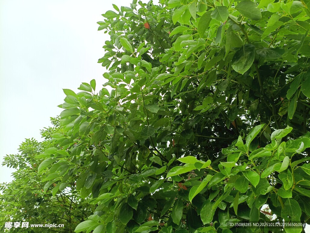 繁茂绿树尽显盎然生机