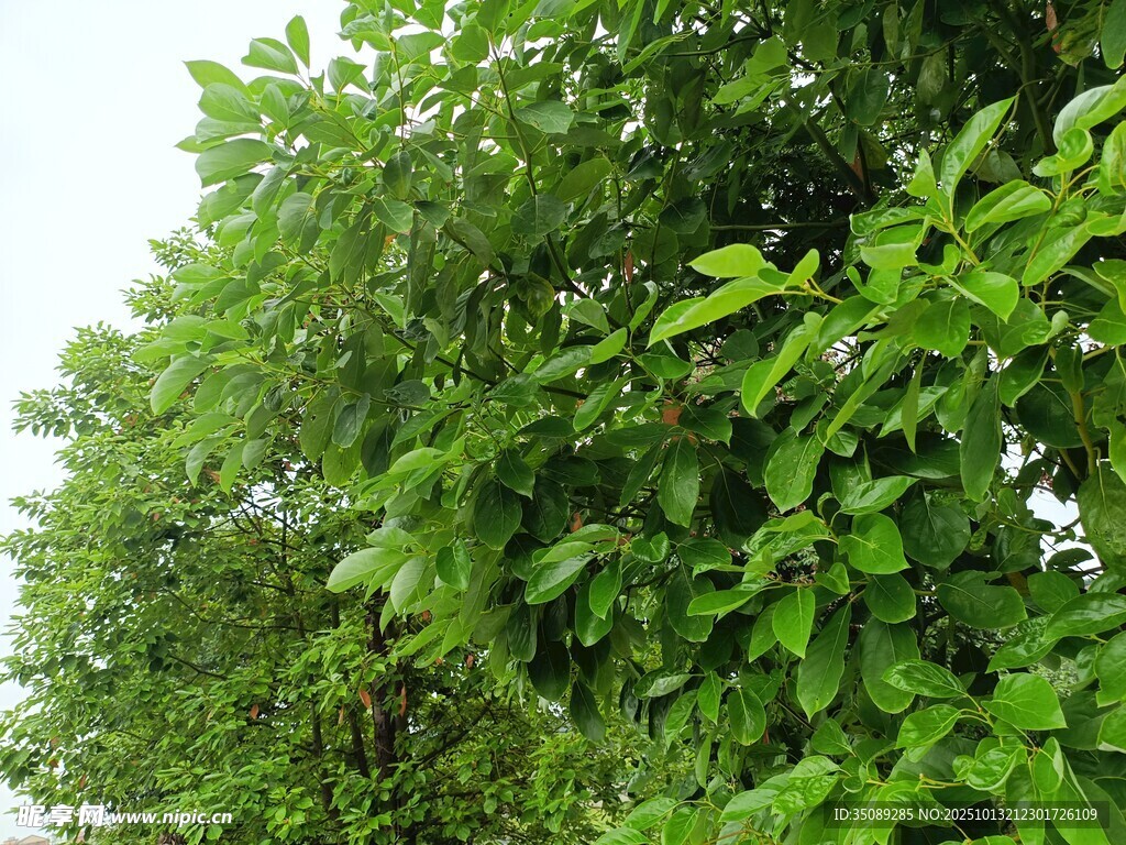 翠绿繁茂的树木枝叶