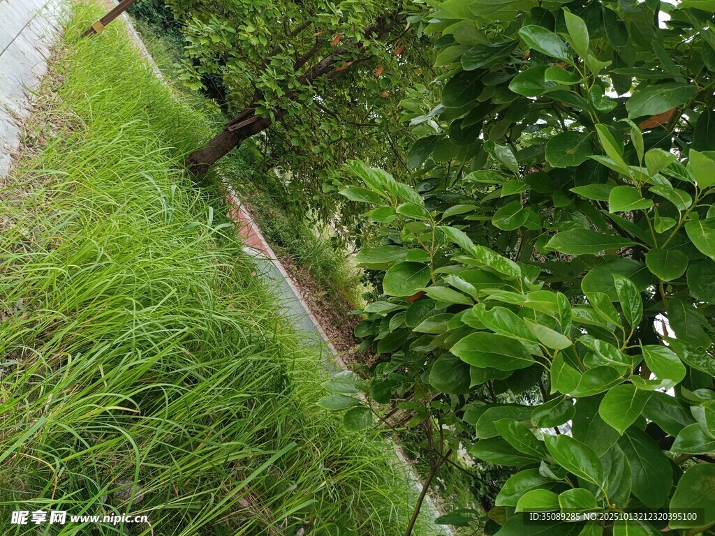 路边绿意盎然的草木景观