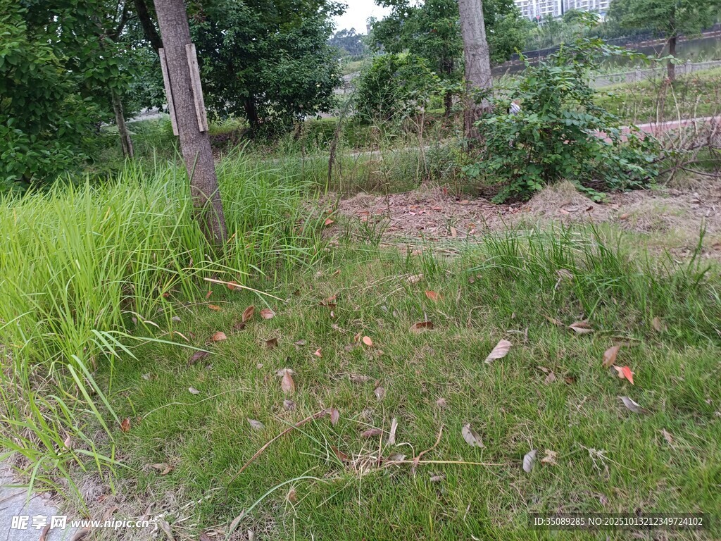 户外草地树木自然景象