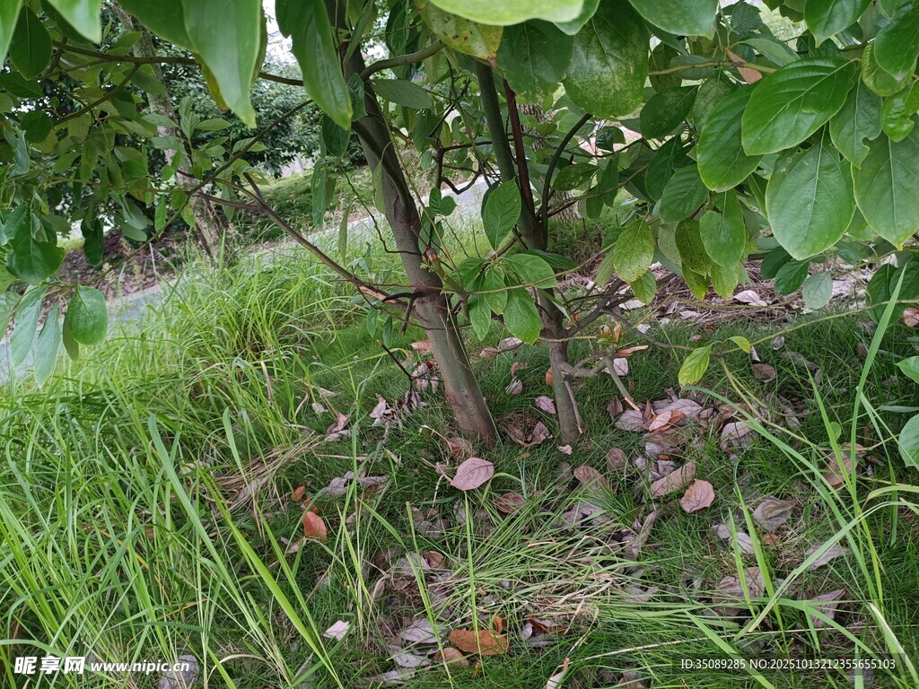 绿叶下的植物根部景象