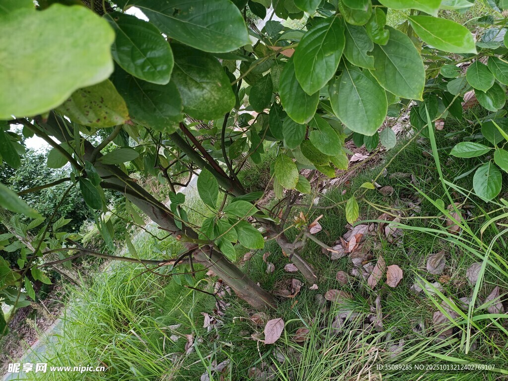 绿叶丛中的紫色植物