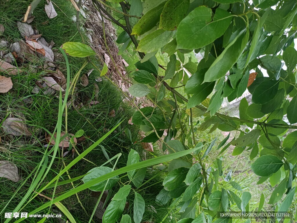 绿叶间的植物细节
