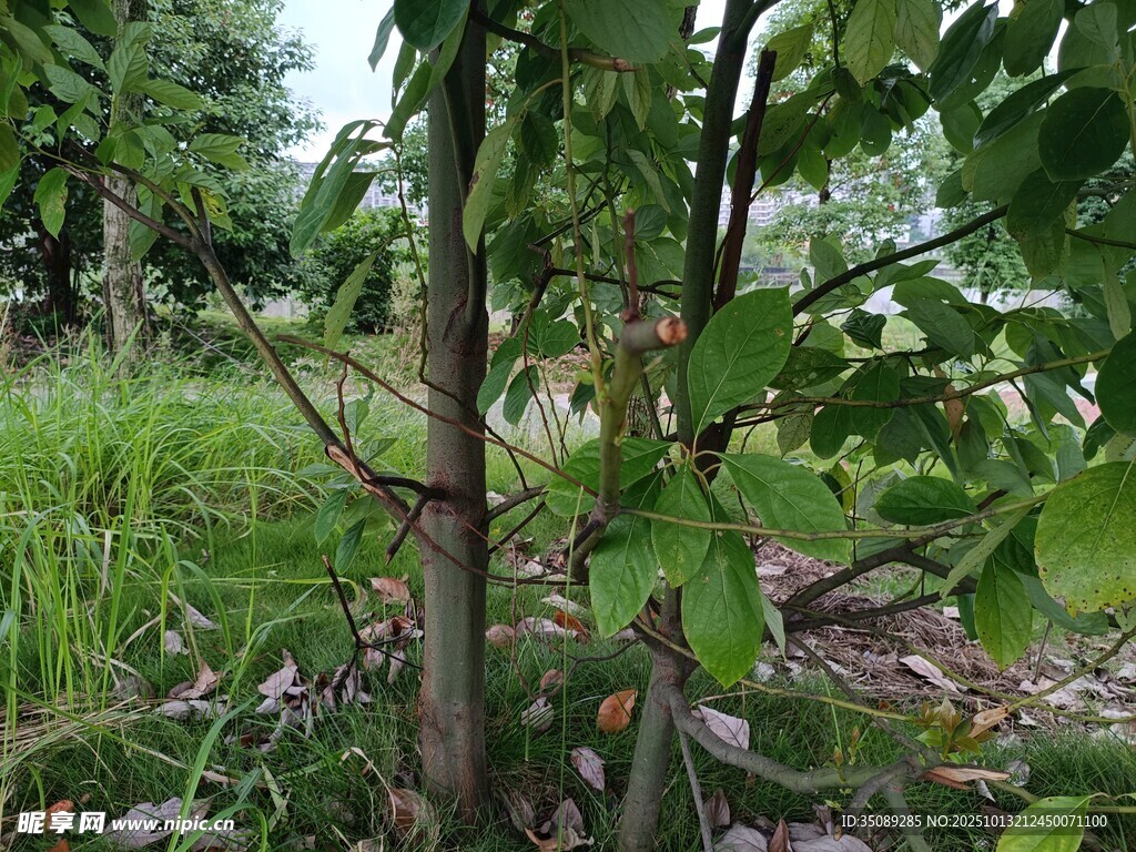 野外繁茂的树木与绿植