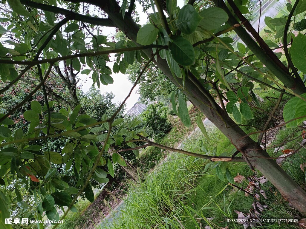 林间繁茂树枝与葱郁草木