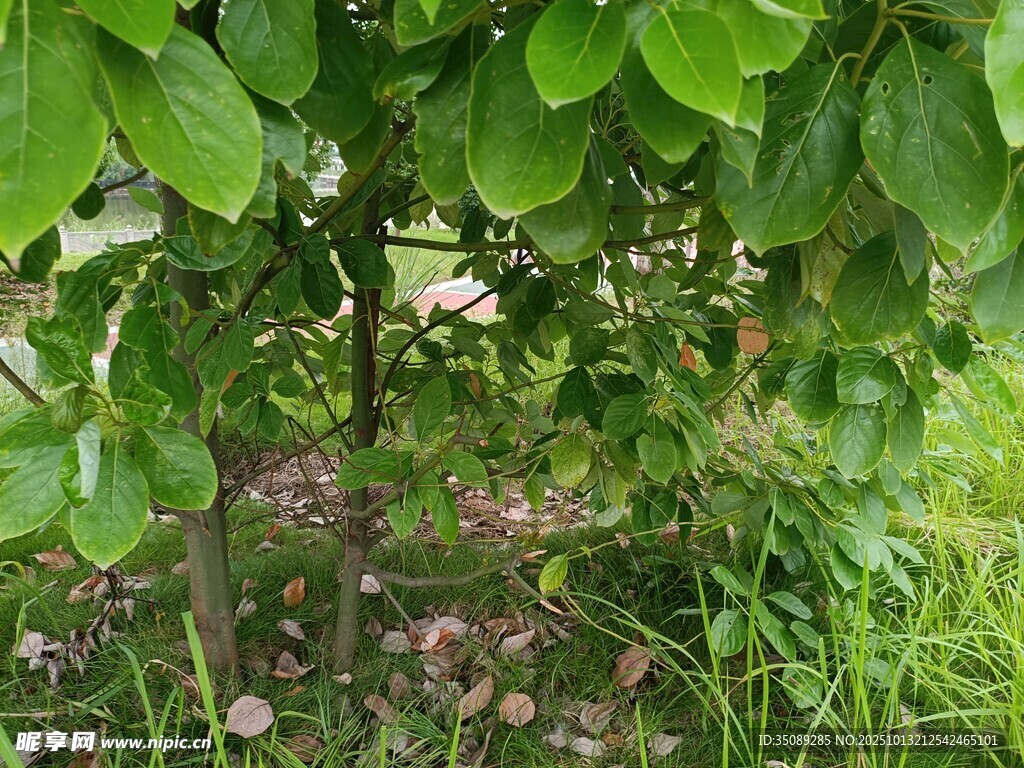 绿叶掩映下的繁茂植物