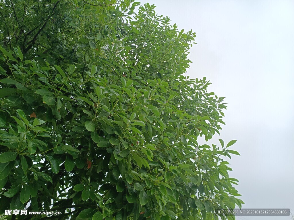 翠绿繁茂的树梢