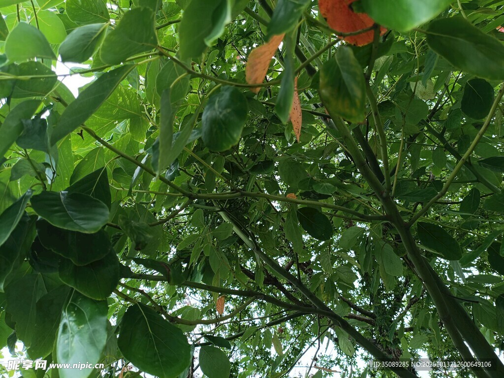 树上挂着的红柿子