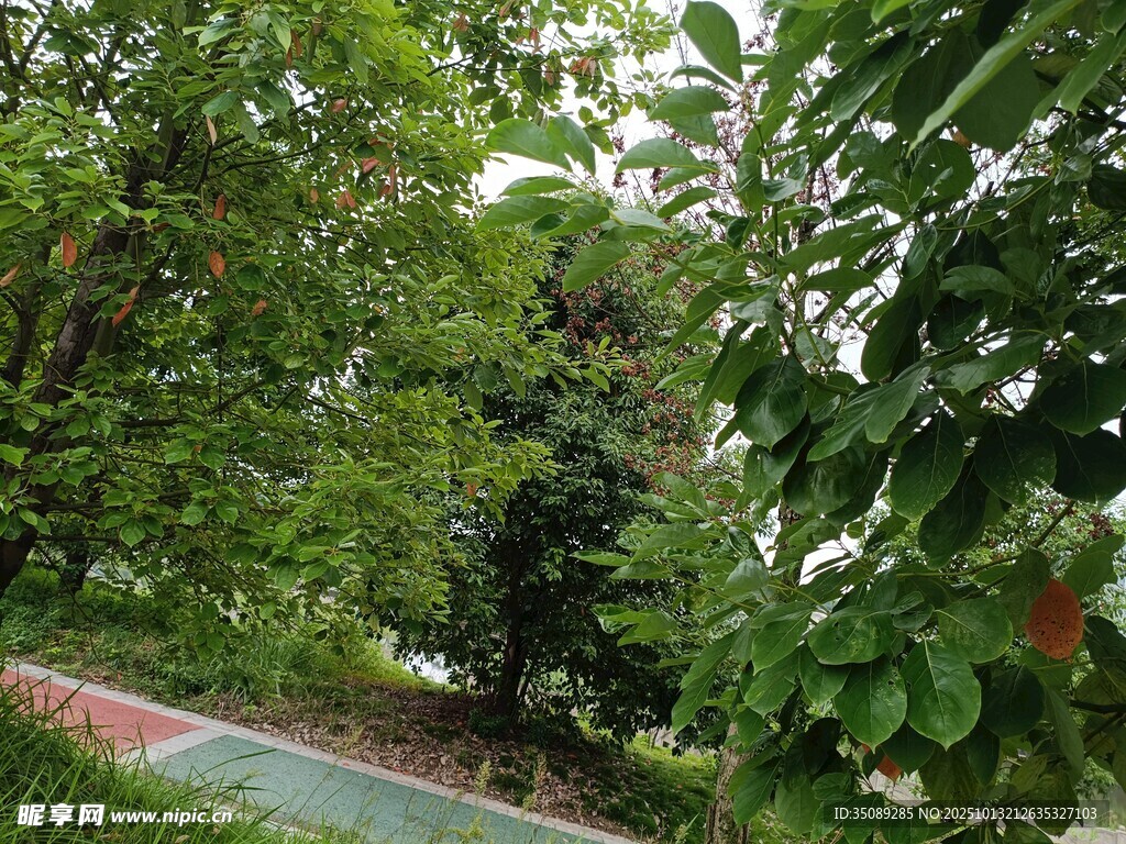 林间绿荫小道