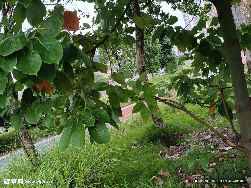 果园中的繁茂果树与绿叶