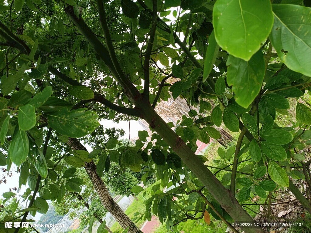 繁茂绿树间的光影景致