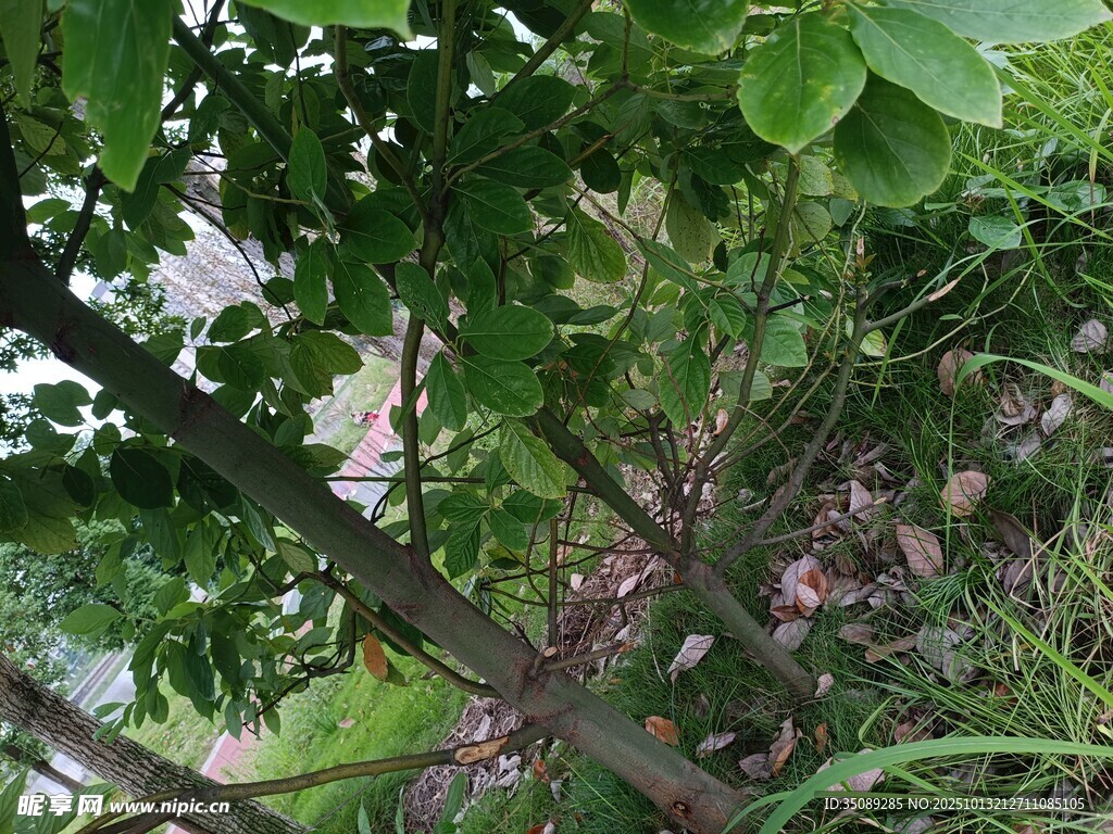 绿叶掩映下的繁茂植物