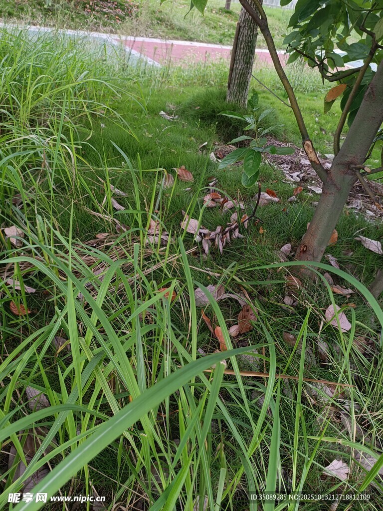 草丛中的粉色小花