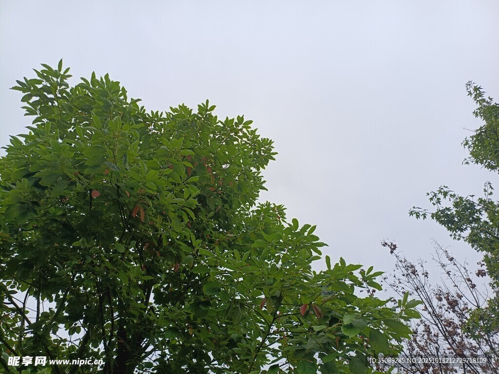 翠绿树冠映于灰白天空