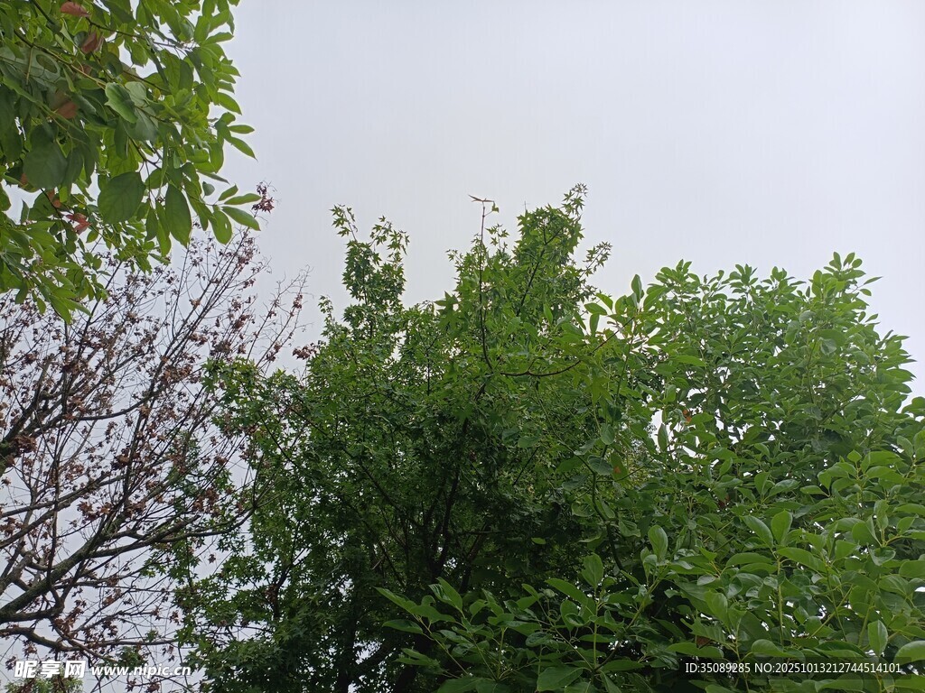 绿树蓝天间的自然景致