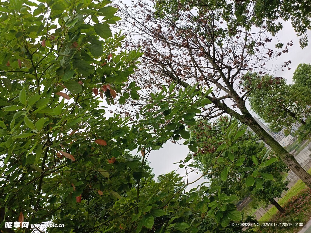 林间绿树景象