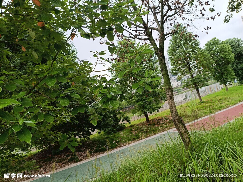 户外绿树环绕的清新小径