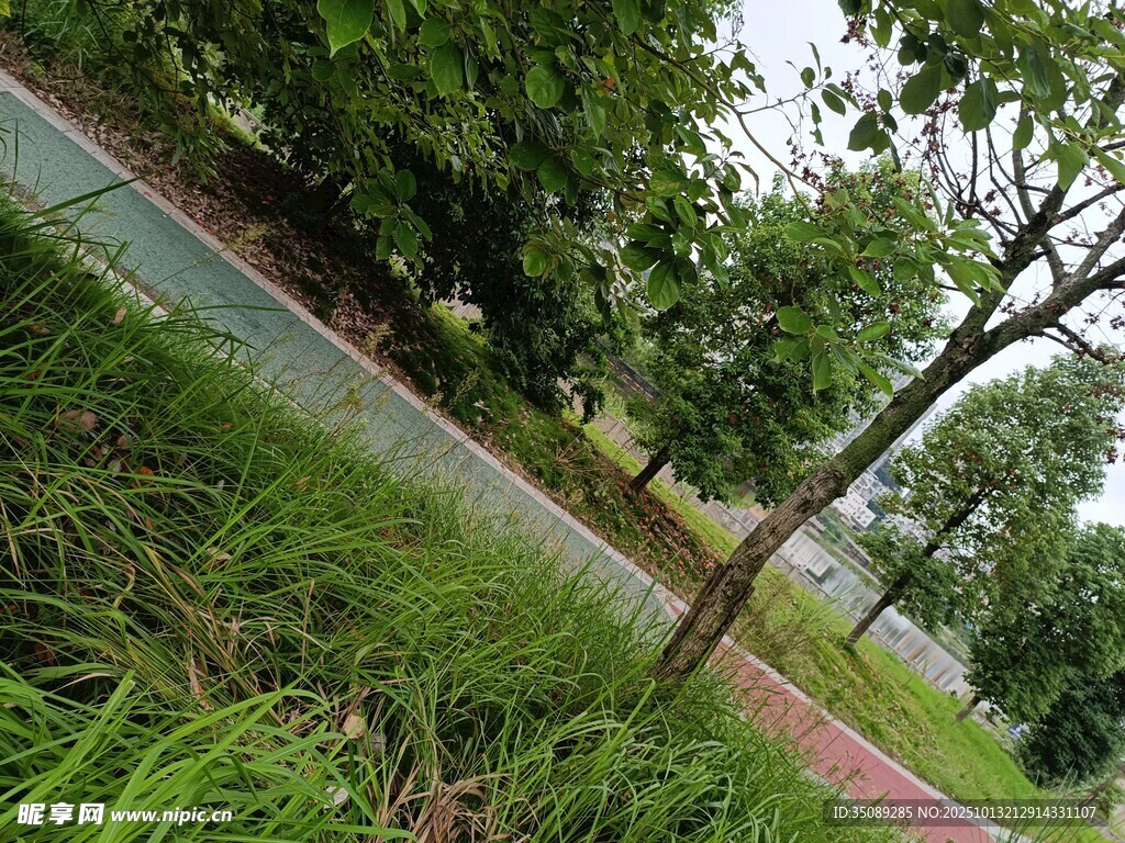 公园小径旁的绿树与草地