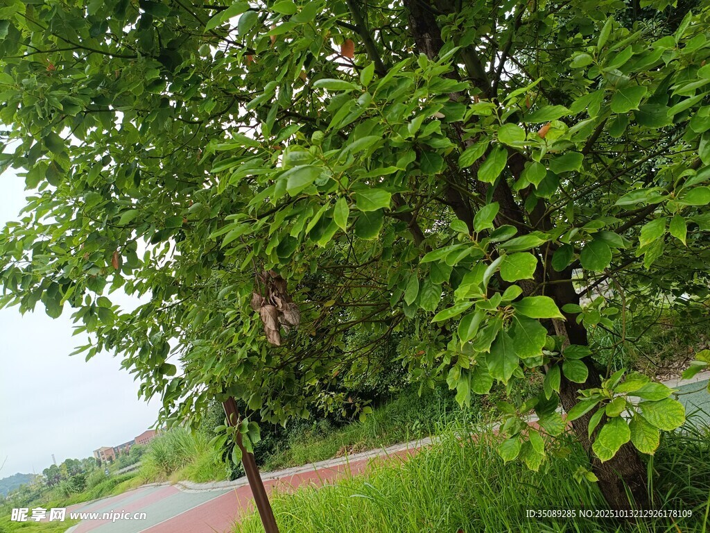 夏日路旁绿意盎然的树木