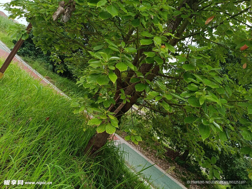 路边绿树与草地的景致