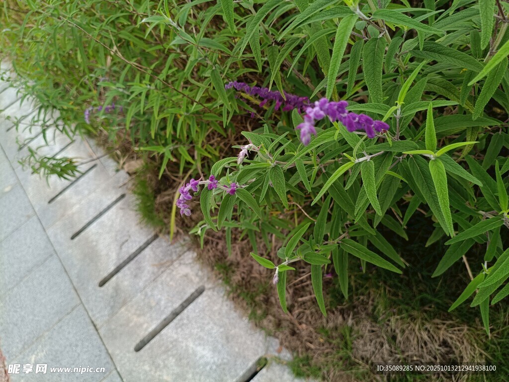 路边绽放的紫色小花